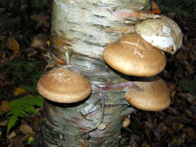 Mushroom 29