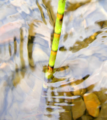 Equisetum fluviatile