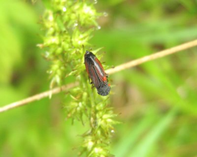 Cuerna striata-Cicadelle striee