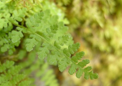 Woodsia ilvensis - From the Island of Elba