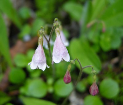 Linnaea borealis - Twinflower/linnee boreale