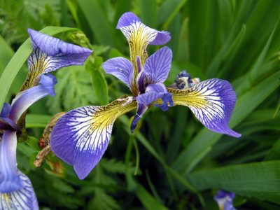 Iris versicolor-Blue Flag/Iris Sauvage