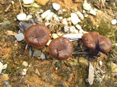 Mushroom 15 - Restigouche Co.