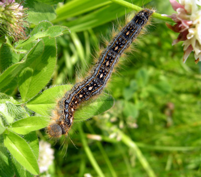 7698 Malacosoma disstria - Livree des Forets/Forest Tent Caterpillar
