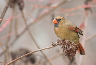 Northern Cardinal