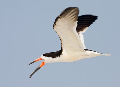 Black Skimmer