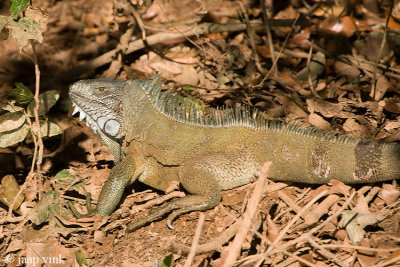 Green Iguana - Groene Leguaan - Iguana iguana