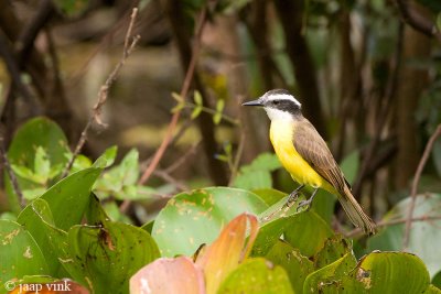 Great Kiskadee - Grote Kiskadie - Pitangus sulphuratus