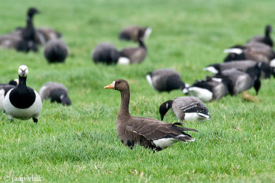 Greenland White-fronted Goose - Groenlandse Kolgans - Anser albifrons flavirostris