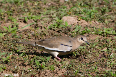 Picui Ground-Dove - Picui-duif - Columbina picui