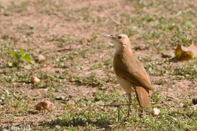 Rufous Hornero - Rosse Ovenvogel - Furnarius rufus