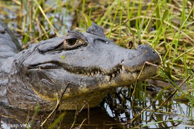 Yacare Caiman - Yacarekaaiman - Caiman yacare