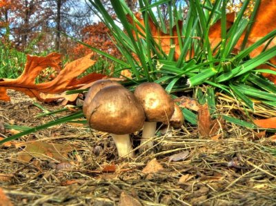 mushroom quartet from nall park