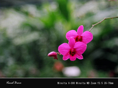 Dendrobium Biggibum 94260011 copy.jpg