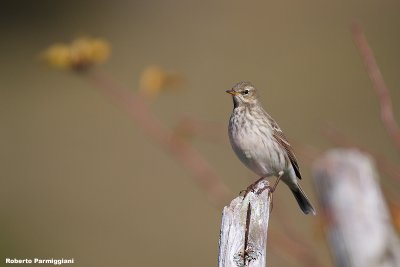 Anthus spinoletta (water pipit-spioncello)