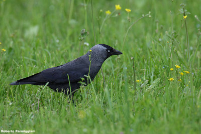 Corvus monedula (jackdaw-taccola)