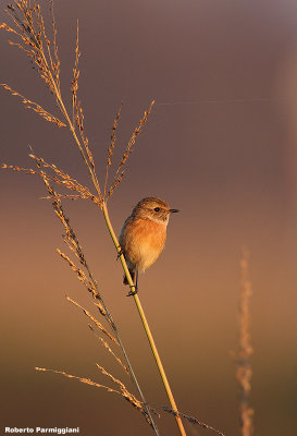 Saxicola torquata (stonechat-saltimpalo)