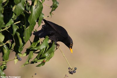 Turdus merula (blackbird-merlo)