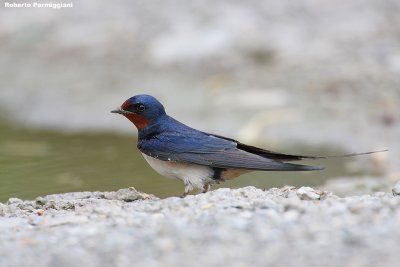 Hirundo rustica (swallow-rondine)