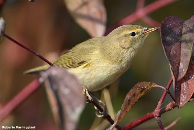 Phylloscopus collybita (chiffchaff-lu piccolo)