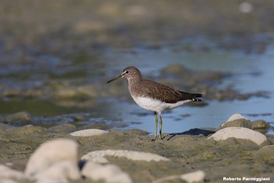 Tringa ochropus (green sandpiper-piro piro culbianco