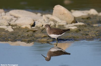 Tringa ochropus (green sandpiper-piro piro culbianco