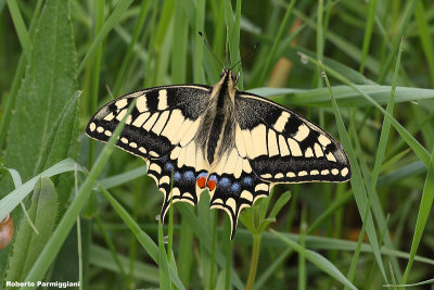 Papilio machaon (Macaone)