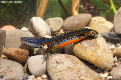 Triturus alpestris (tritone alpino)