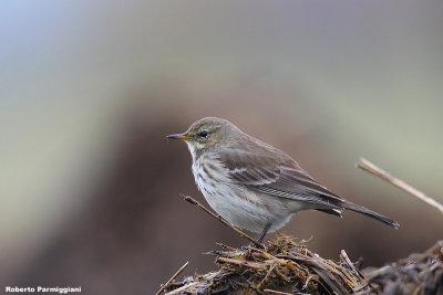 Anthus spinoletta (water pipit-spioncello)