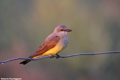 Myiarchus crinitus (great crested flycatcher)