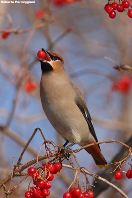 Bombycilla garrulus (waxwing-beccofrusone)