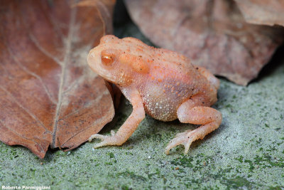 Bufo bufo (rospo comune albino)