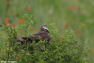 Pernis apivorus(Honey buzzard-Falco pecchiaiolo