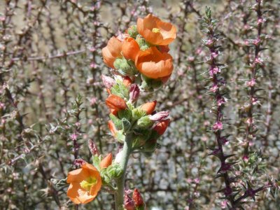 Globe Mallow, blooming near a mass of blooming Russian Thistle