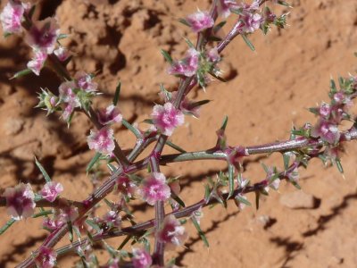 Russian Thistle in bloom. This is the ubiquitous tumble weed.