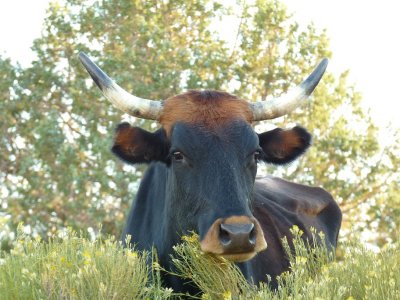 A skinny cow by the road, feeding on Rabbitbrush
