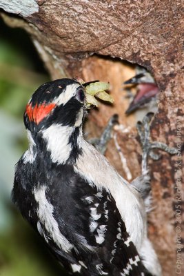Downy woodpecker feeding chick