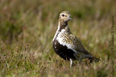 Golden Plover