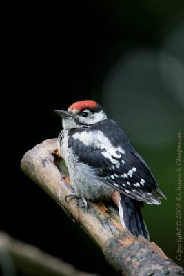 Juvenile Greater Spotted Woodpecker