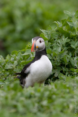 Puffin by burrow