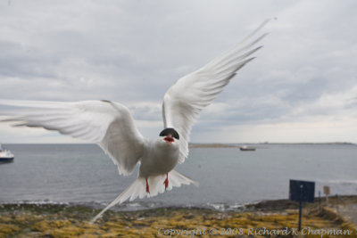 Arctic Tern attacking