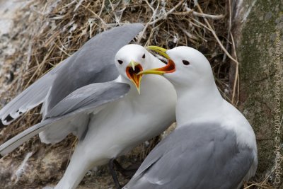 Kittiwakes squabbling