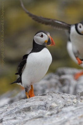 Puffin on rocks