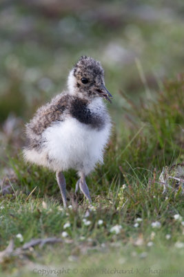 Lapwing chick