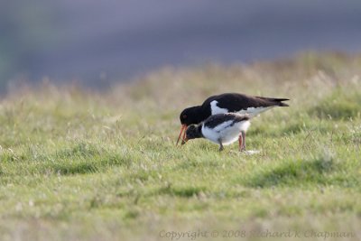 Oystercatcher with chick