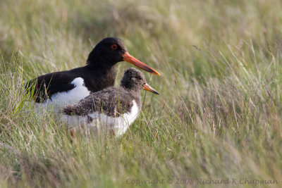 Oystercatcher with chick