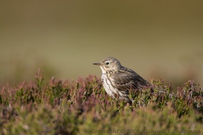 Meadow pipit in heather
