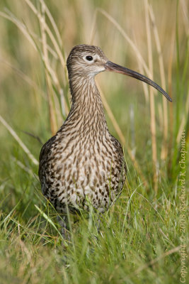 Curlew