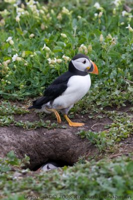 Puffins and Burrow