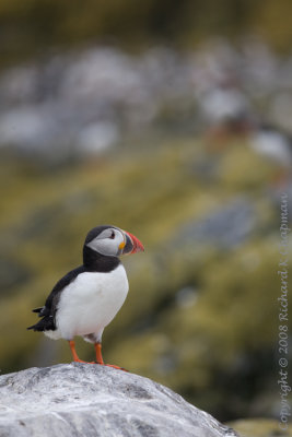 Puffin